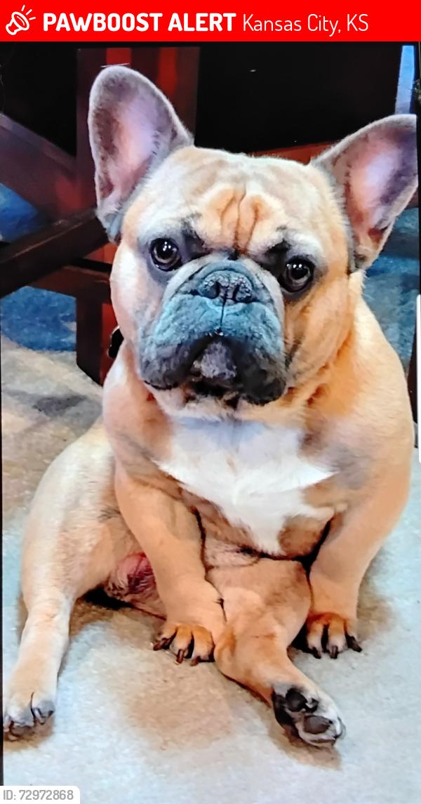 Lost Male Dog last seen BOEKE AND ARGENTINE BLVD, Kansas City, KS 66105