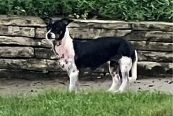 Reunited Female Dog last seen School and Julian, Naperville, IL 60540