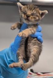 Shelter Stray Unknown Cat last seen N Marks Ave & W Belmont Ave, Fresno Zone Fresno CO 1A 93706, CA, Fresno, CA 93706