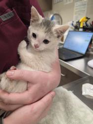 Shelter Stray Male Cat last seen Near Lucky Dan Dr, Noblesville City, IN, Fishers, IN 46038
