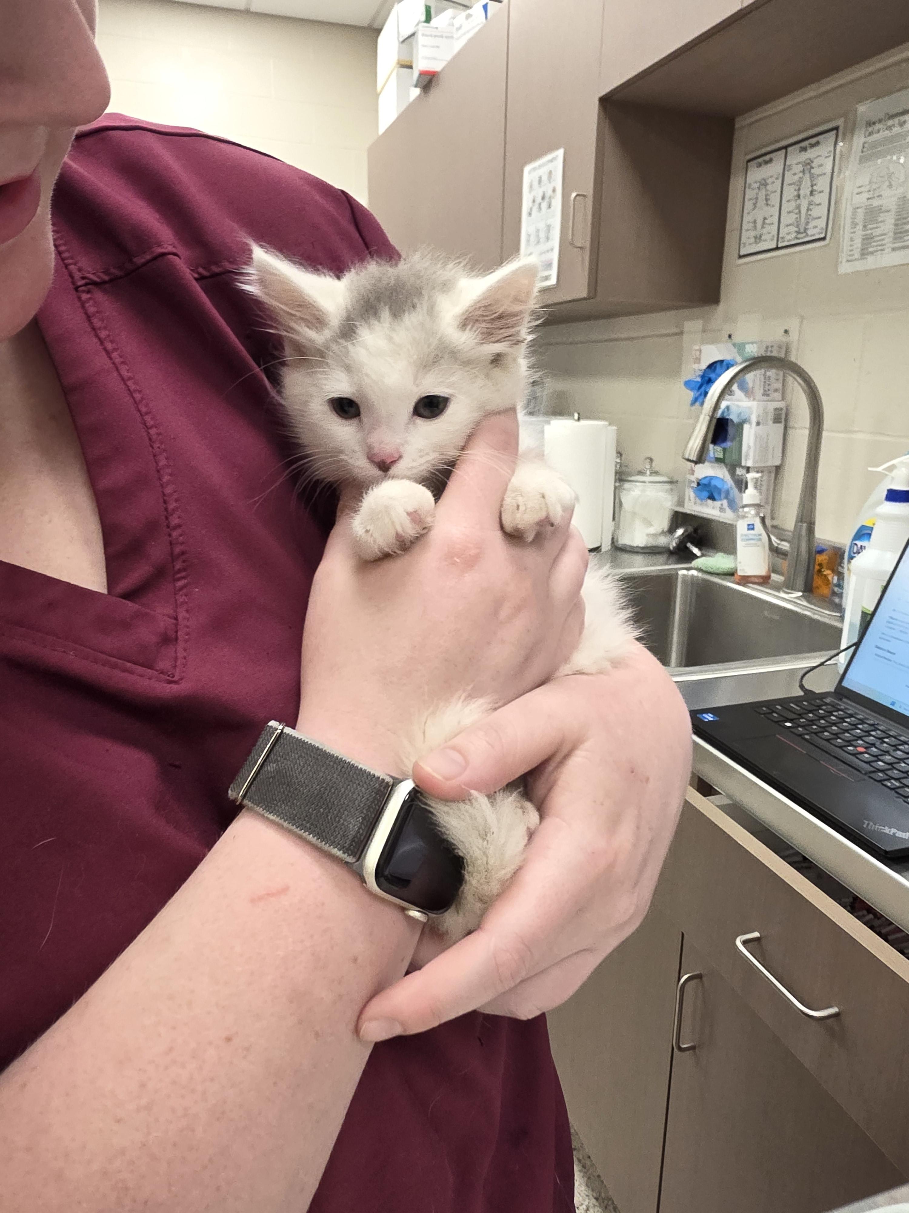 Shelter Stray Male Cat last seen Near Lucky Dan Dr, Noblesville City, IN, Fishers, IN 46038