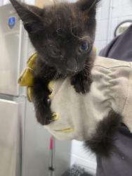 Shelter Stray Male Cat last seen Near clubfeet creek, Havelock, OR, 1639 Old Airport Rd, New Bern, NC 28562, USA