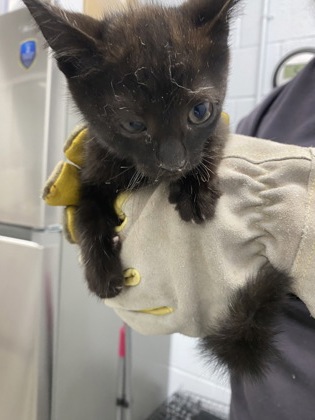 Shelter Stray Male Cat last seen Near clubfeet creek, Havelock, OR, 1639 Old Airport Rd, New Bern, NC 28562, USA