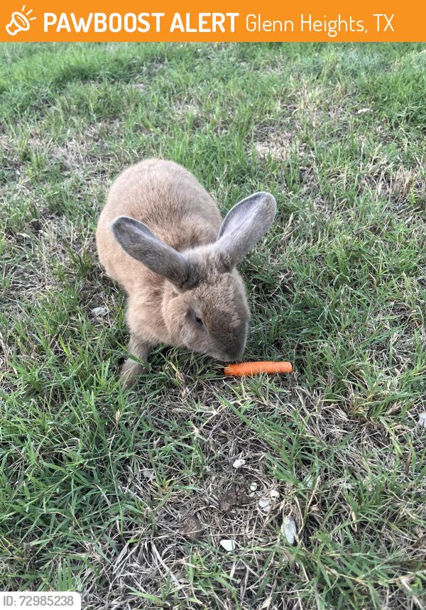 Found/Stray Unknown Rabbit last seen Ephraim dr, Glenn Heights, TX 75154