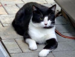Found/Stray Unknown Cat last seen Norris canyon, Castro Valley, CA 94552