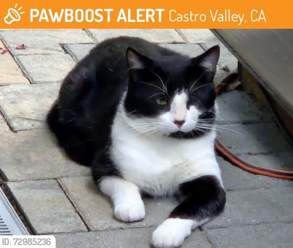 Found/Stray Unknown Cat last seen Norris canyon, Castro Valley, CA 94552