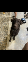 Reunited Male Dog last seen Haines , Auburn, CA 95602