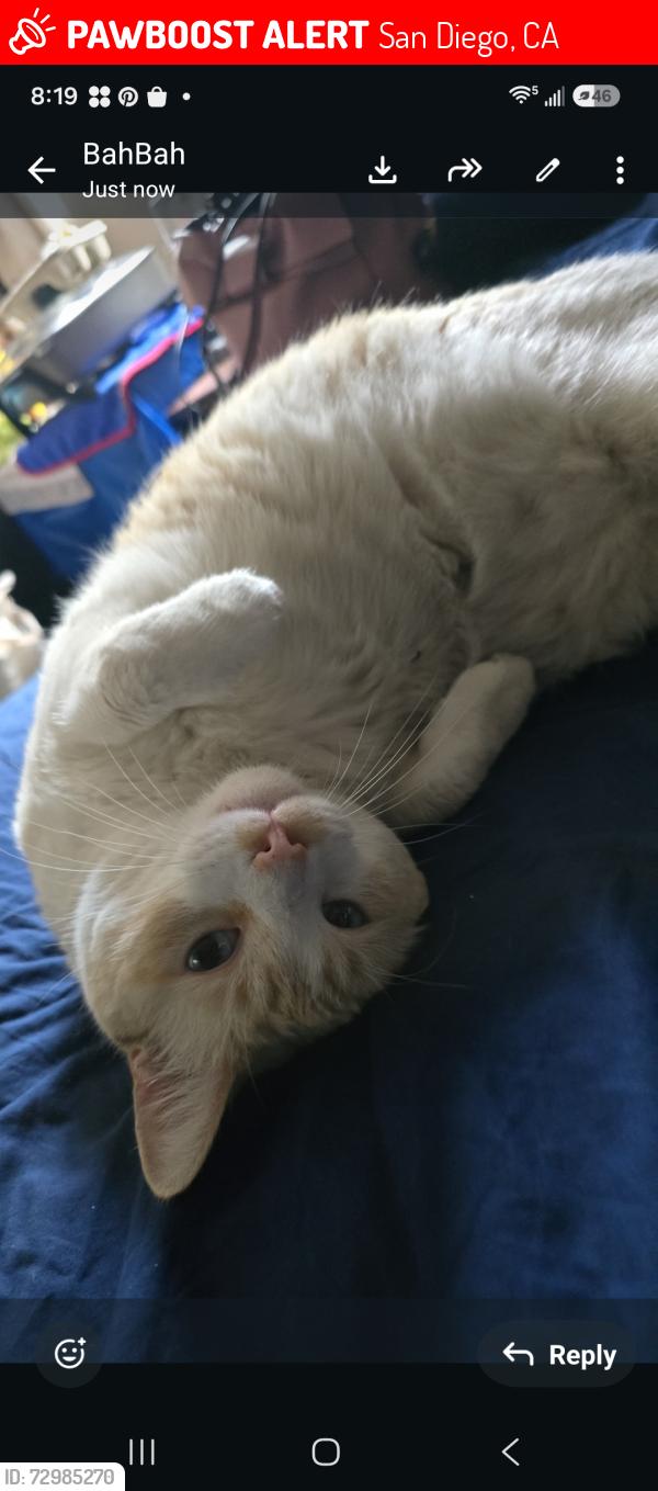 Lost Male Cat last seen palm ave, San Diego, CA 92173