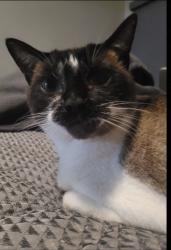 Lost Female Cat last seen Quail Road and Jesmond Dene Rd. , Escondido, CA 92026