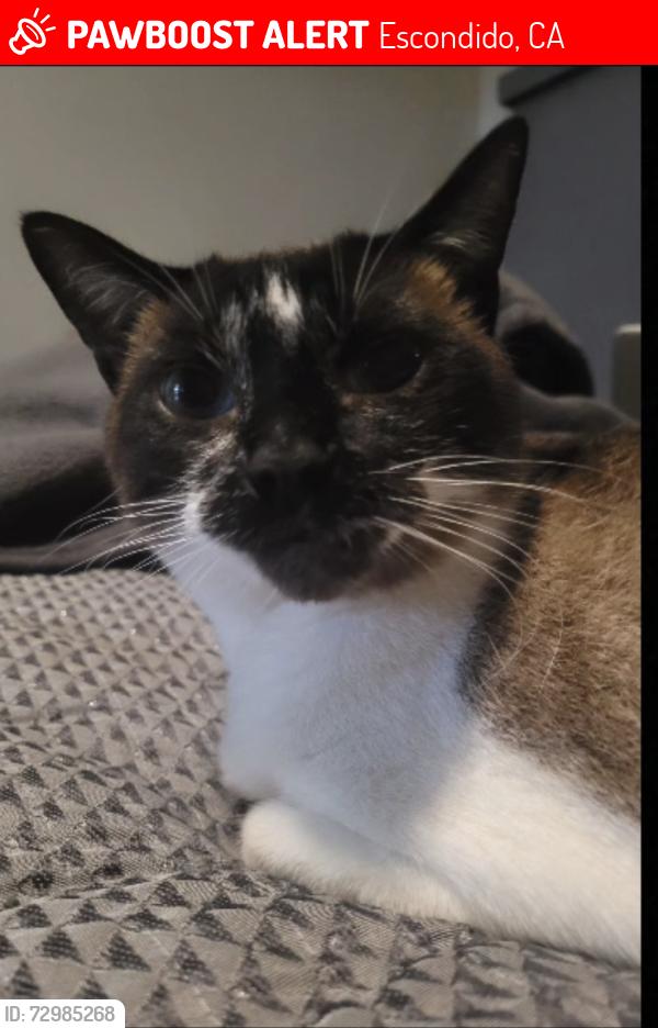 Lost Female Cat last seen Quail Road and Jesmond Dene Rd. , Escondido, CA 92026