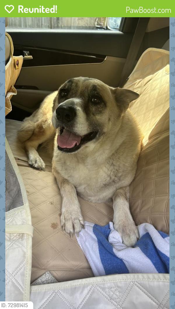 Reunited Male Dog last seen Collingswood, Guinevere, 9th , Pensacola, FL 32514