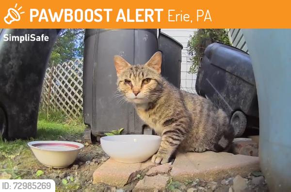 Found/Stray Female Cat last seen 34th and East Ave, Erie, PA 16504