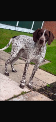 Lost Male Dog last seen Walton Liverpool  , Merseyside, England L4