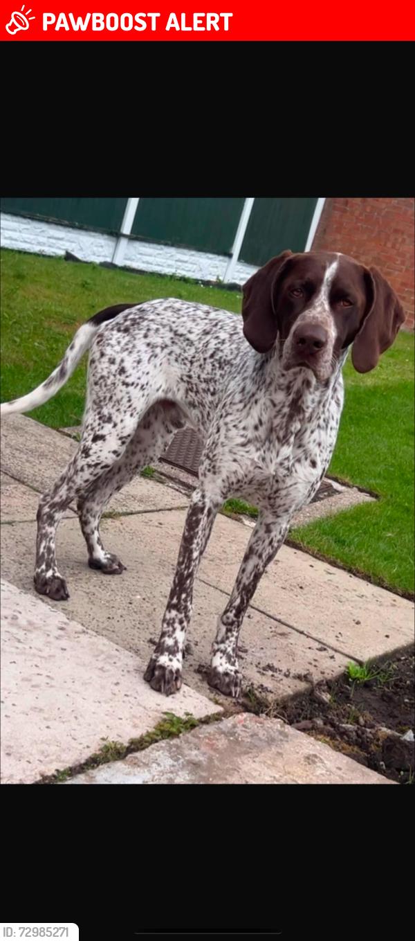 Lost Male Dog last seen Walton Liverpool  , Merseyside, England L4