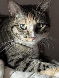 Lost Female Cat last seen Thunder canyon way, Collin County, TX 75189
