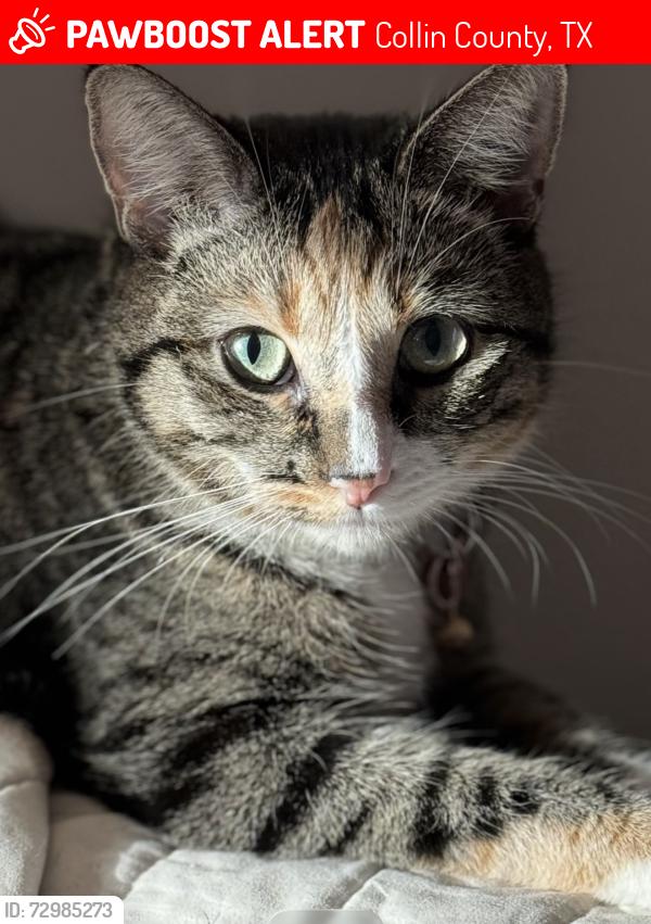 Lost Female Cat last seen Thunder canyon way, Collin County, TX 75189