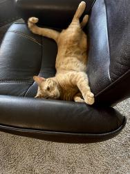 Lost Male Cat last seen Near E Larrea LN, Florence, AZ 85132
