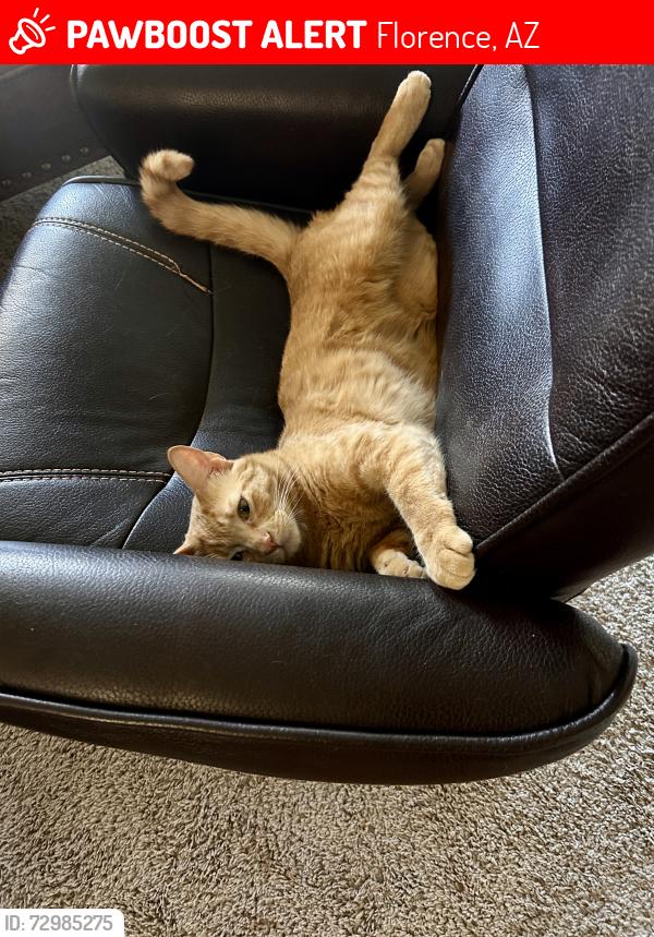 Lost Male Cat last seen Near E Larrea LN, Florence, AZ 85132