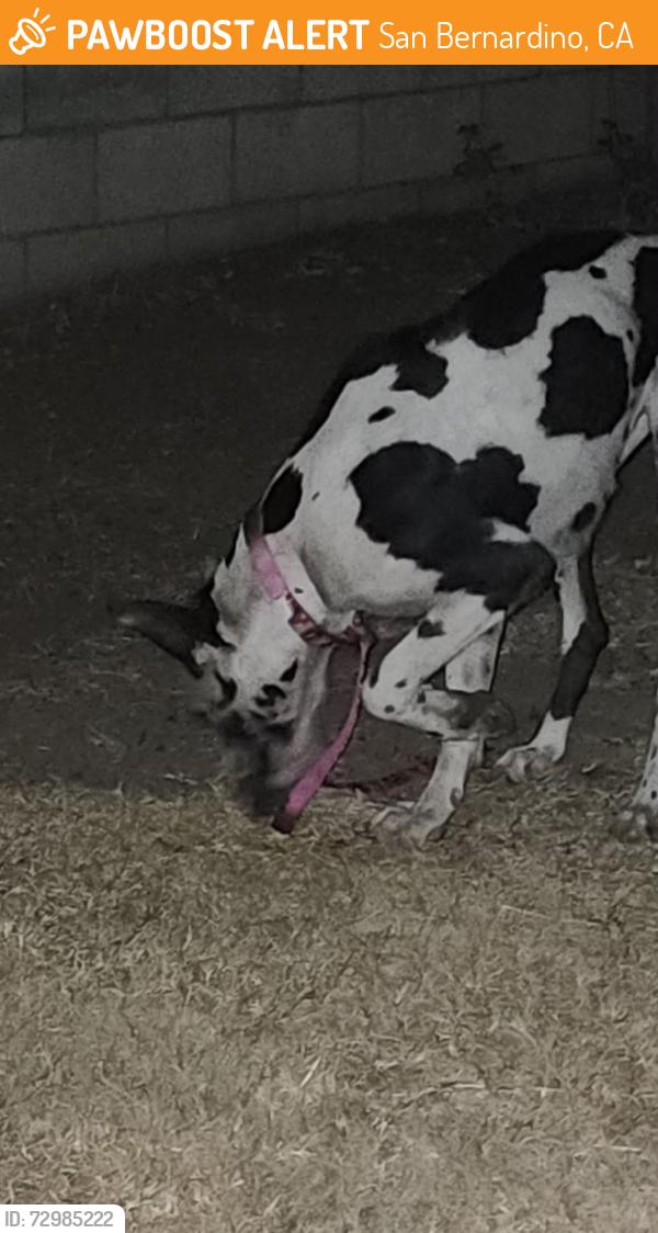 Found/Stray Female Dog last seen Foothill and Rancho , San Bernardino, CA 92410