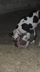 Found/Stray Female Dog last seen Foothill and Rancho , San Bernardino, CA 92410