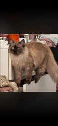 Reunited Female Cat last seen Corner of lower cairns Terrace and Cochrane Street, Red Hill, QLD 