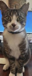Reunited Male Cat last seen Sabalridge Drive, North Charleston, North Charleston, SC 29418