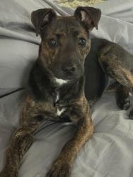 Found/Stray Unknown Dog last seen Near weigh Station, I-75, KY 40475