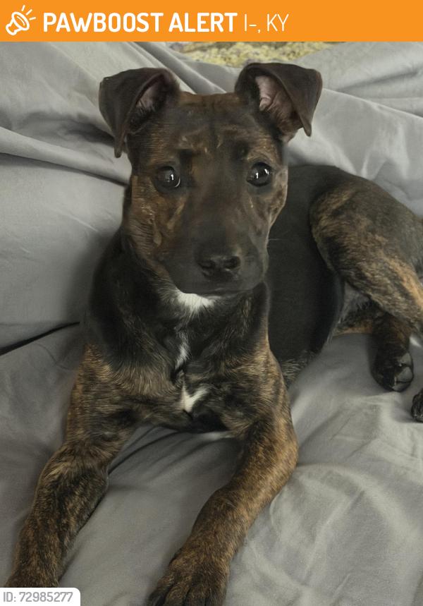 Found/Stray Unknown Dog last seen Near weigh Station, I-75, KY 40475