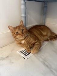Lost Male Cat last seen Langley golf Course, Langley Township, BC V3A 3E8
