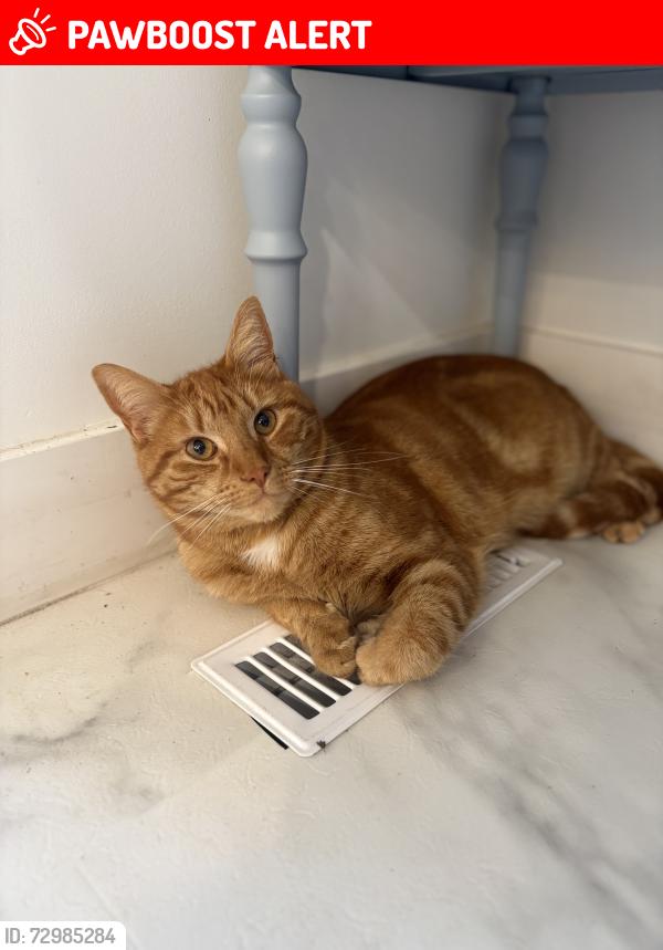 Lost Male Cat last seen Langley golf Course, Langley Township, BC V3A 3E8