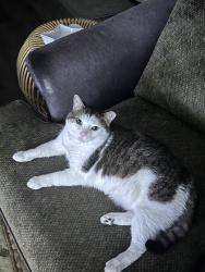 Lost Male Cat last seen Field of screams, Mountville, PA 17554