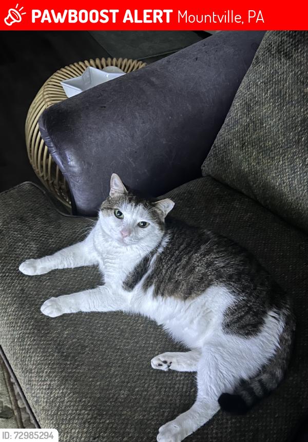 Lost Male Cat last seen Field of screams, Mountville, PA 17554