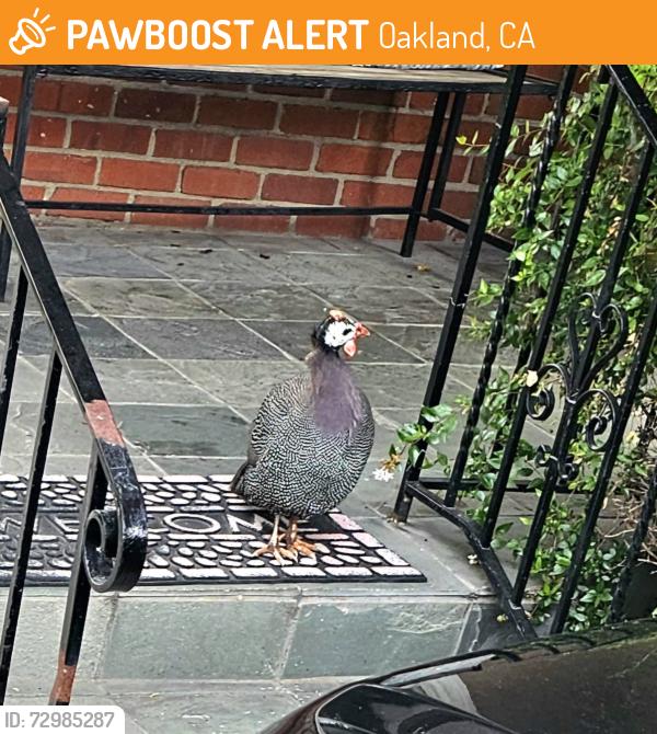 Found/Stray Unknown Bird last seen Near Block High Street, Oakland, Oakland, CA 94601