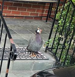 Found/Stray Unknown Bird last seen Near Block High Street, Oakland, Oakland, CA 94601