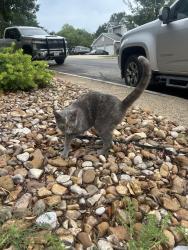 Found/Stray Unknown Cat last seen Fairway oaks and winding hill, San Antonio, TX 78217