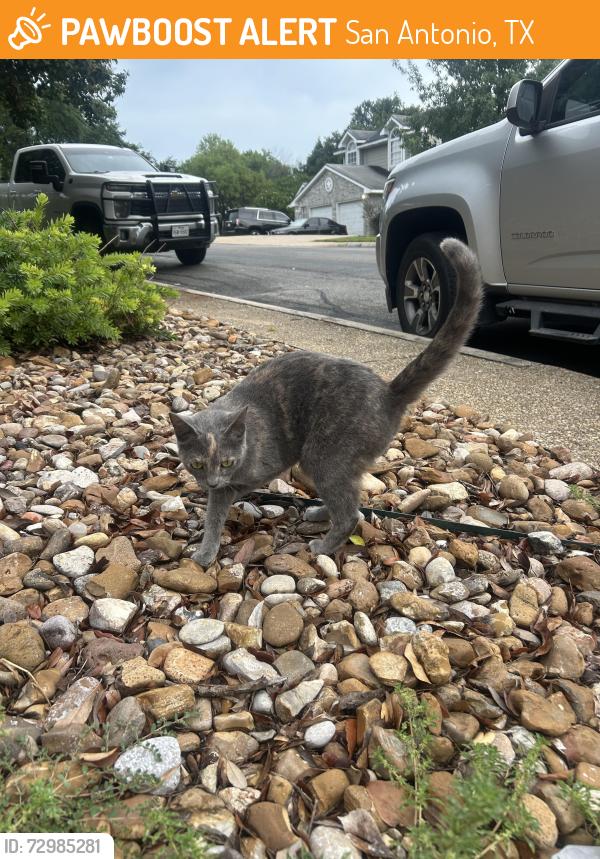 Found/Stray Unknown Cat last seen Fairway oaks and winding hill, San Antonio, TX 78217