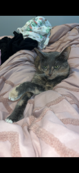 Lost Female Cat last seen Pine tree, Indian Harbour Beach, FL 32937