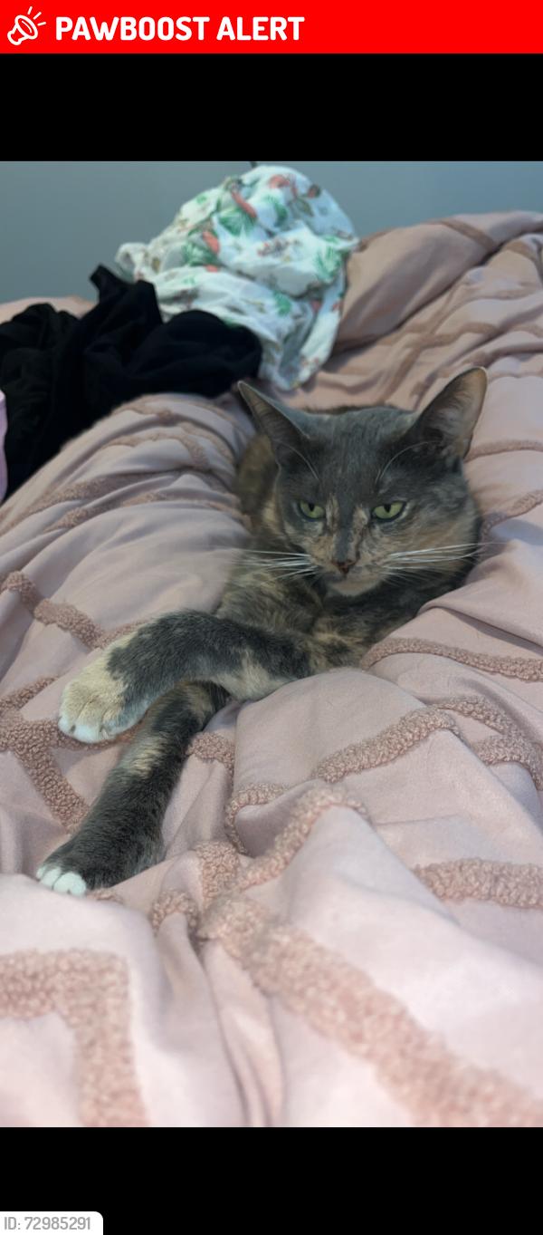 Lost Female Cat last seen Pine tree , Indian Harbour Beach, FL 32937