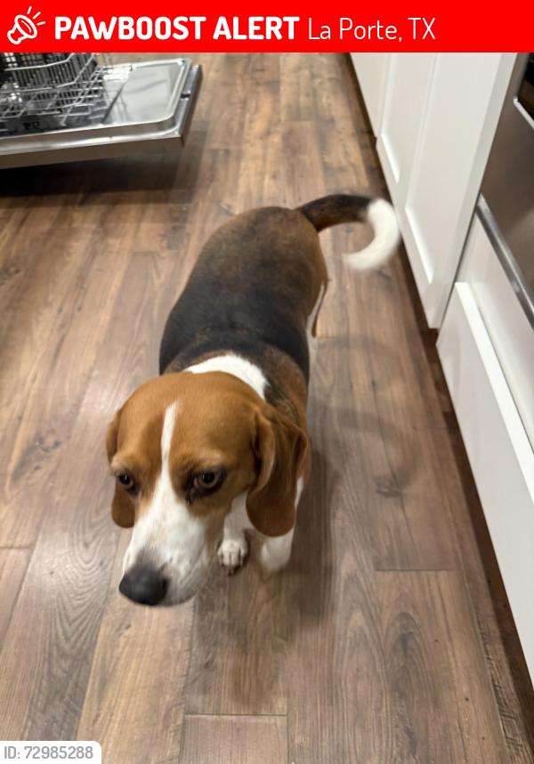 Lost Female Dog last seen Near Spencer hwy at 7/11, La Porte, TX 77571