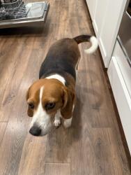 Lost Female Dog last seen Near Spencer hwy at 7/11, La Porte, TX 77571