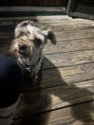 Reunited Male Dog last seen Buffalo trail , San Antonio, TX 78238