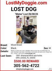 Lost Male Dog last seen Near sharazad Blvd opa locka, Opa-locka, FL 33054
