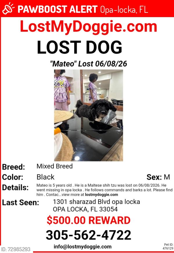 Lost Male Dog last seen Near sharazad Blvd opa locka, Opa-locka, FL 33054