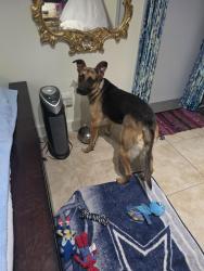 Lost Female Dog last seen Hwy 62 and Painted hills rd., Riverside County, CA 92282