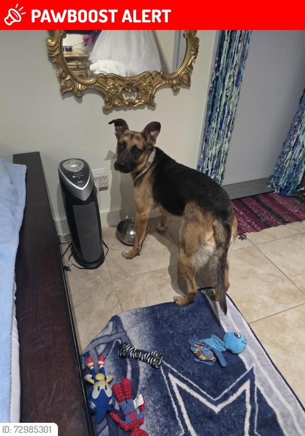 Lost Female Dog last seen Hwy 62 and Painted hills rd., Riverside County, CA 92282