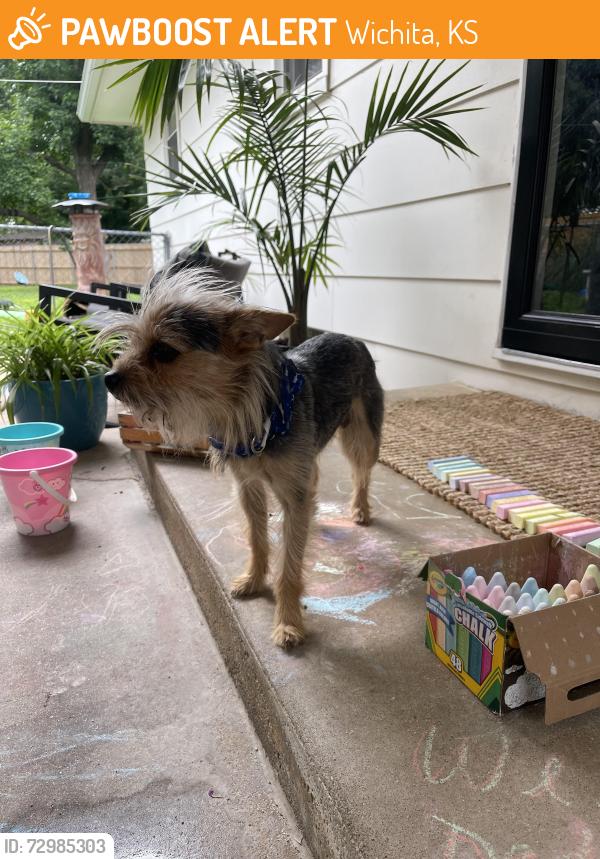 Found/Stray Male Dog last seen 27th and Halstead, Wichita, KS 67204