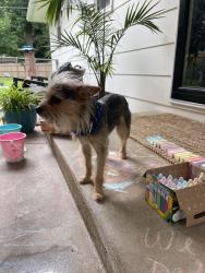 Found/Stray Male Dog last seen 27th and Halstead, Wichita, KS 67204