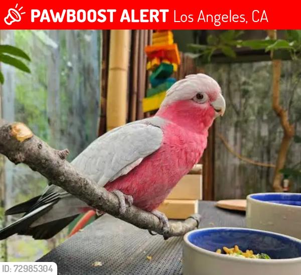 Lost Male Bird last seen Gloria Tupper, Los Angeles, CA 91343