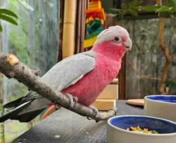 Lost Male Bird last seen Gloria Tupper, Los Angeles, CA 91343