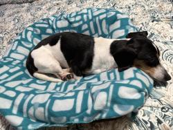 Lost Female Dog last seen Plantation drive and Coronet road, Polk County, FL 33811